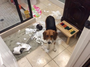 Black Jack being a stinker by chewing up the toilet paper in Thing 2's bathroom. At least he looks guilty.