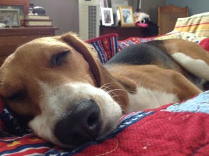Here is Black Jack doing what he does best: "beagle-ing" (or napping).