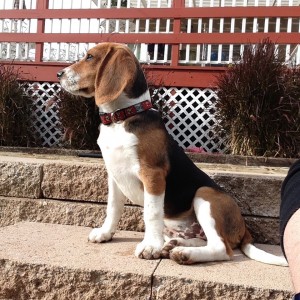 Black Jack, looking majestic, in our backyard over Winter Break.