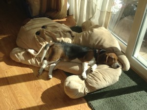 One of Black Jack's favorite activities is to nap in the sun. Here is settled in for a long one after a three-mile jog on the trails near our house in Fullerton.